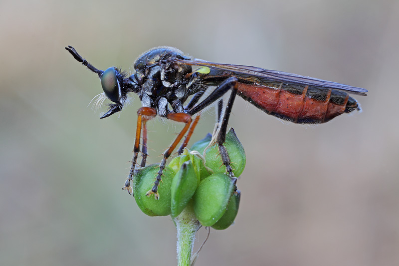 Asilidae forse parassitato?